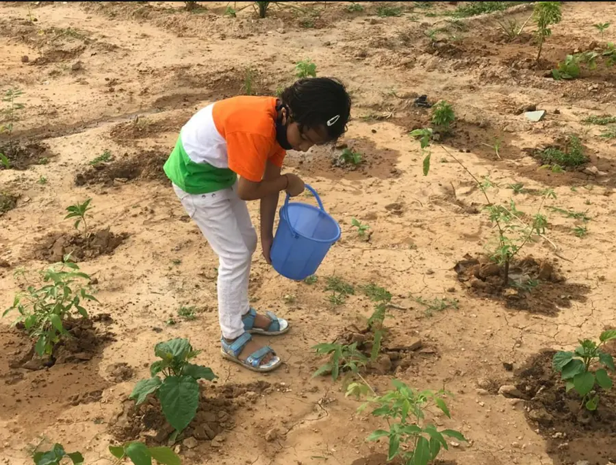 A native sapling being watered at a CATCH Foundation plantation site
